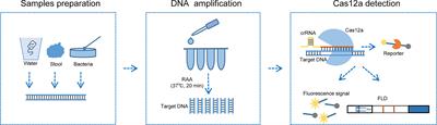 Visual Identification and Serotyping of Toxigenic Vibrio cholerae Serogroups O1 and O139 With CARID